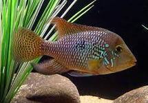 Geophagus Brasiliensis 1.5 inch