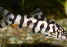 Pakistani Loach sm