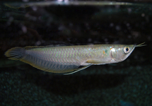 Silver Arowana (wild) 3 inch