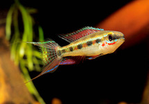 Checkerboard Cichlid Colombia med