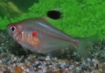 Bleeding Heart Peru s/m