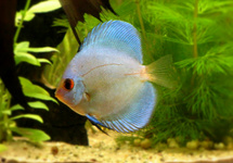 Discus Blue Diamond 2.5 inch