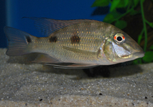 Geoph. Daemon 3 inch (Colombia)