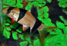 Clown Loach 2.5 inch