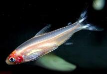 Albino Rummy Nose tetra med