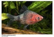 Black Ruby Barb s/m