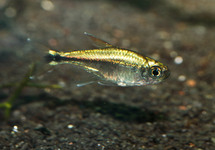 Gold Tetra Colombia lg