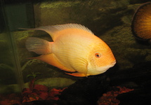 Red Spotted Gold Severum 2.5-3 inch