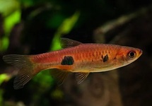 Volcano Rasbora med