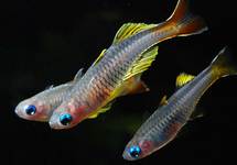 Ivantsoff's Blue Eye Rainbow lg