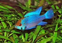 Electric Blue Ram med