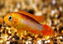 Apist. Agasizzi Orange Fire m/l