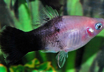 Platy Bumble Bee med