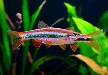 Rasbora patrickyapi med