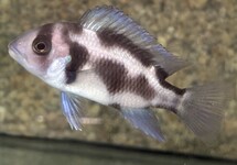 Black Widow frontosa 2 inch