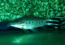 Flagtail Porthole lg