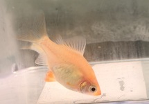 Diamond Rummynose Barb med
