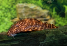 Clown Plec. s/m