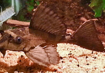 PLECOSTOMUS