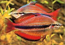 Goyder River Rainbow m/l