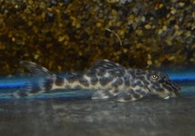 False Zebra Plecostomus L127 med