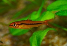 Burmese Pink Loach med