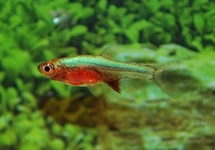 Rasbora Neon Blue med