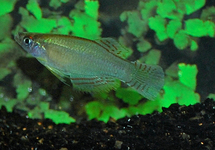 LF Blushin White Tetra med