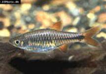 Red Cherry Rasbora med