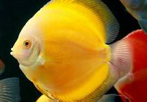 Discus Golden 2.5 inch