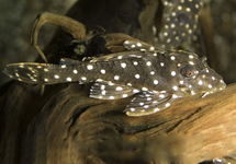 White Inspector Plec. L201 med