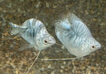 Blue Balloon Gourami 1.75-2 inch