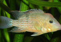 Geophagus Red Hump 1.5 inch