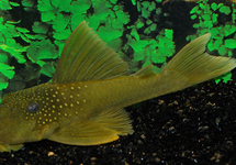Green Spotted Plec. L200 - 5 inch