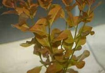 BUNCH LUDWIGIA OVALIS (Min. 12)