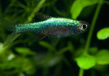 Rasbora Neon Green med