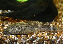 Ancistrus Bushynose Lda72 med