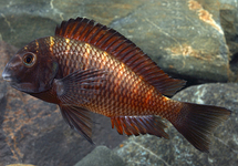 Firecracker Tropheus 1.75 inch