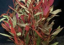 BUNCH TELANTHERA (Min. 12)