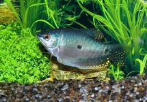 Blue Gourami 3 inch