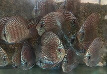 Discus Turquoise Checkerboard 2.5 inch