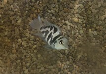 Blue Polar Parrot Cichlid 1.75 inch