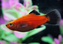 Platy Coral Red Mickey Mouse med