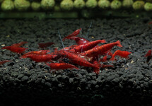 Bloody Mary Shrimp med