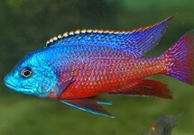 Red Empress Cichlid 3-3.5 inch
