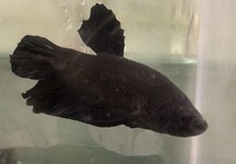 Betta Male Jet Black lg
