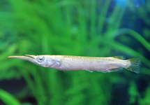 Albino Halfbeak med