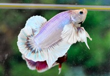 Betta Male White Dumbo lg