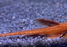 Red Lizard Whiptail cat s/m