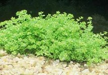 BUNCH BABY TEARS (Min. 12)